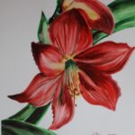 Zornica (Hippeastrum)