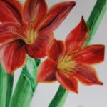 Zornica (Hippeastrum) II.