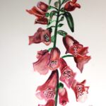 Náprstník červený (Digitalis purpurea)